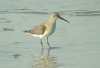 Curlew Sandpiper at Wakering Stairs (Steve Arlow) (55160 bytes) Curlew Sandpiper at Wakering Stairs (Steve Arlow) (55160 bytes)